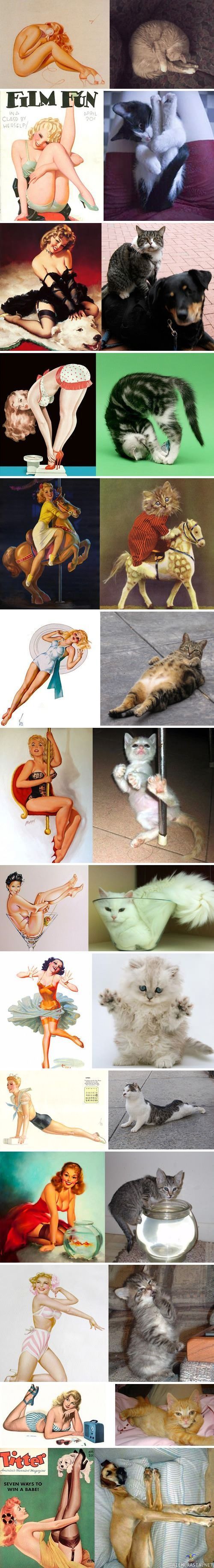 Pin-Up girls and cats (also couple of dogs)