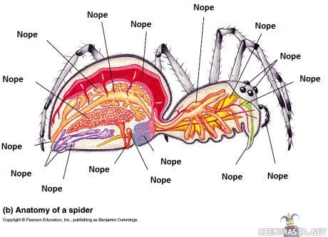 Hämähäkin anatomia