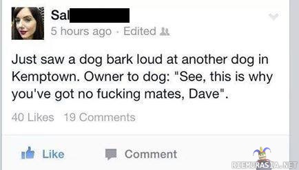 Dave vaan haukkui - Dave ei oikein tykkää toisista koirista