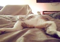 Kissa näkee unia