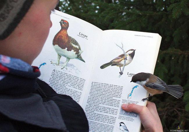 Lintu laskeutui lintukirjalle - Lintu katsoo tietoja itsestään