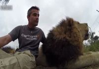 Mies ja leijonat