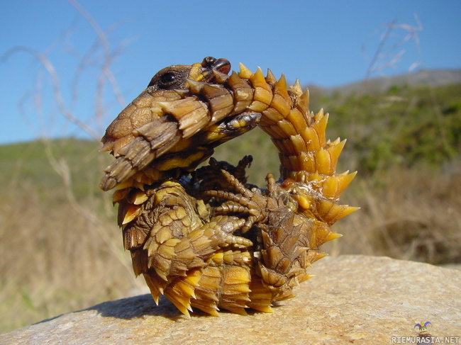 Oikea lohikäärmeen poikanen - Armadillo Girdled Lizard - Cordylus Cataphractus Hienon näköinen lisko.
