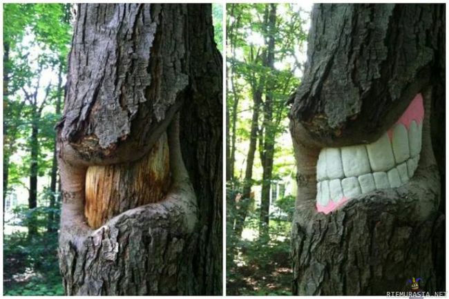 Puu - Kiva hymy. 
