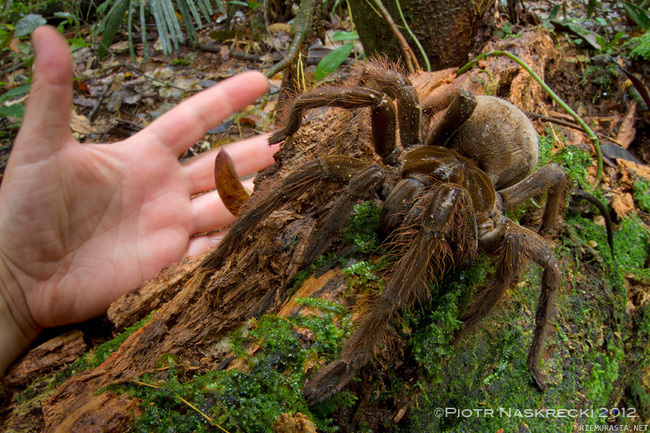 Iso hämähäkki - No tietenkin on löytynyt suurin hämähäkki jostain sademetsien kätköistä. South American Goliath birdeater (Theraphosa blondi) on muutenkin iso ja nyt vielä isompana.

http://www.livescience.com/48340-goliath-birdeater-surprises-scientist.html
