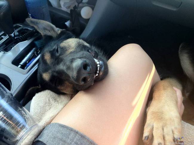 Onnellinen koira - Koira on löytänyt hyvä paikka nukkua