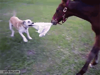 Koira ja hevonen