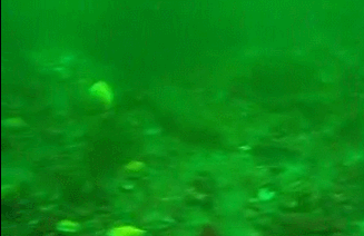 Simpukka uiskentelee - etsii paljaita palleja joihin tarrata kiinni