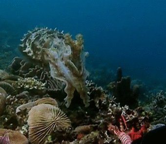 Mustekalan hypnoosi - Kun suojaväri pettää niin seepia hypnotisoi saaliinsa