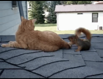 Kissa ja orava - Karvaiset kaverukset leikkimässä keskenään