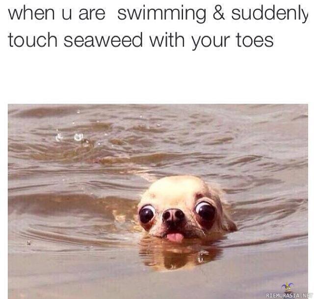Kun olet uimassa ja jalkasi koskee vesikasviin - nopenopenope