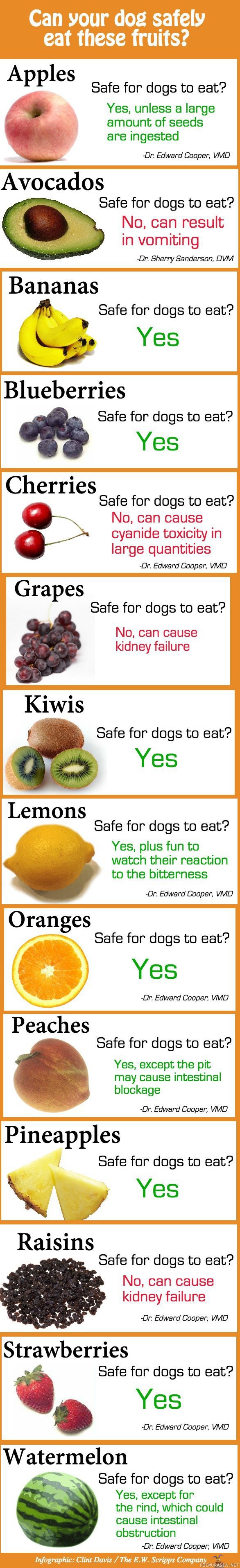 Voivatko koirat syödä hedelmiä - Lista hedelmistä ja voiko niistä antaa koiralle makupaloja