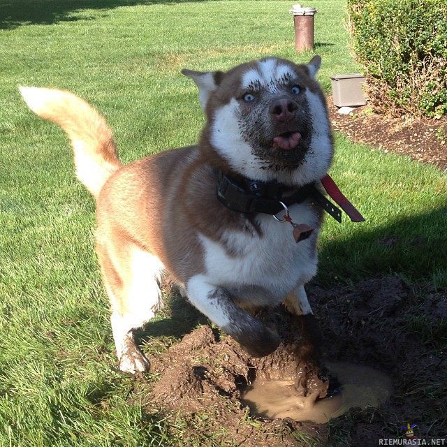 Koira kuoppaa kaivamassa