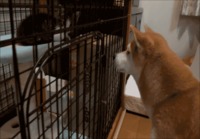 Shiba viittilöi kissalle
