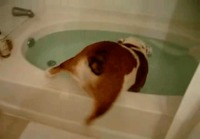 Koiran kylpyhetki