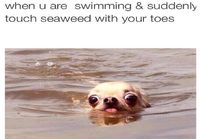 Kun olet uimassa ja jalkasi koskee vesikasviin