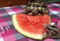 Sokeriorava ja kilpikonna popsii melonia