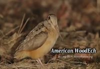 The American WoodEch