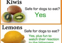 Voivatko koirat syödä hedelmiä
