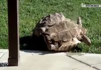 Kilpikonnat auttavat kavereitaan