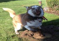 Koira kuoppaa kaivamassa