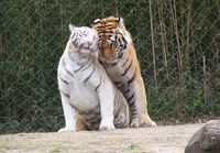 Rakastavaiset tiikerit