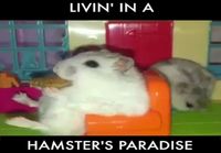 Hamsters paradise