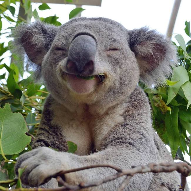 Eucalyptus nirvana - Koalakarhu nauttii eucalyptuksen lehdistä ja siitä tulee hyvä fiilis