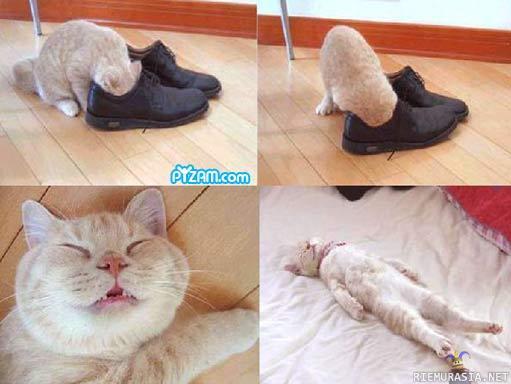 Kissa imppaa kenkiä - taju pois