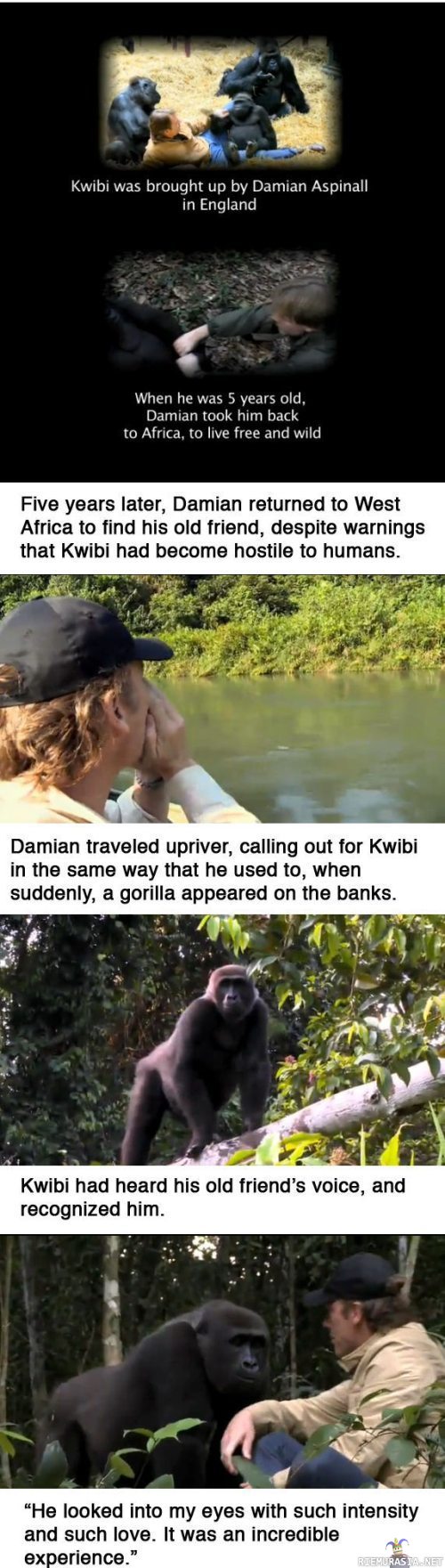 Gorillakaveri - Mies palauttaa gorillan takaisin viidakkoon ja tulee tervehtimään tätä viiden vuoden kuluttua.