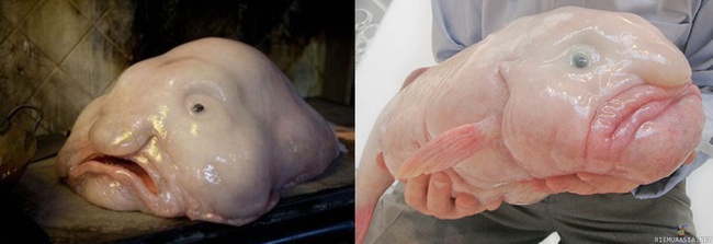 Söpö kala - Kaikkien pöwwöjen vastapainoksi vuonna 2013 rumimmaksi valittu eläin, Blobfish