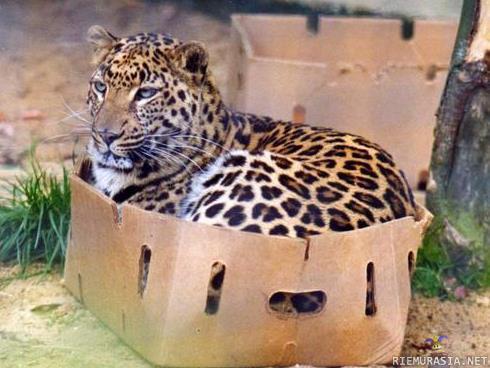 Erottamaton parivaljakko - Kissa ja pahvilaatikko näköjään kuuluvat yhteen, vaikka se kissa sitten sattuisi olemaan leopardi. 