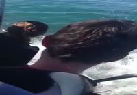 Great white shark gets head into shark diving cage