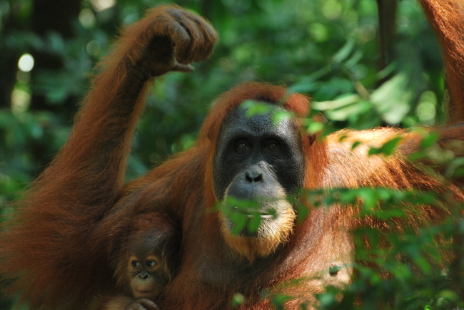 Sumatran Oranki - Kuva on Bukit Lawangin luonnonpuistosta Pohjois-Sumatralta jonka ansiosta orangeilla on mahdollisuus selvitä hengissä öljy-yhtiöltä kun turisteja riittää, kääntöpuolena taas se että ihmisen flunssa voi myös tappaa eläinparan joten ojasta allikkoon