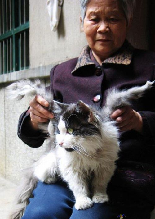 In the future birds are screwed - http://www.greenexpander.com/2008/09/02/chinese-cat-grows-wings/