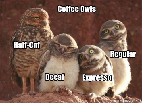 owls