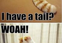 I have a tail?