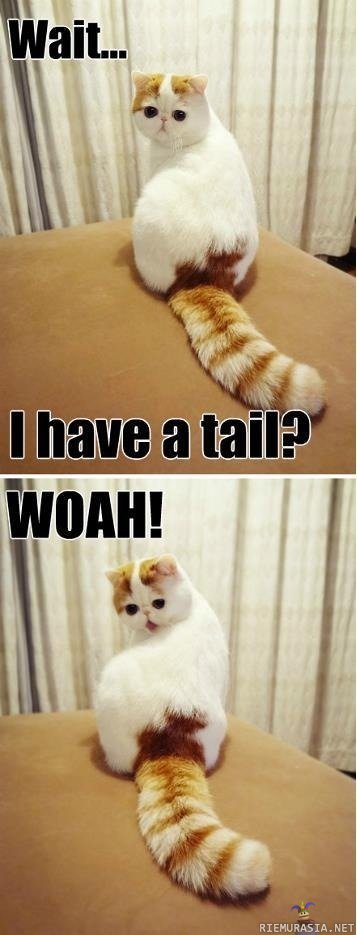 I have a tail? - Kissa tajuaa että sillä on häntä