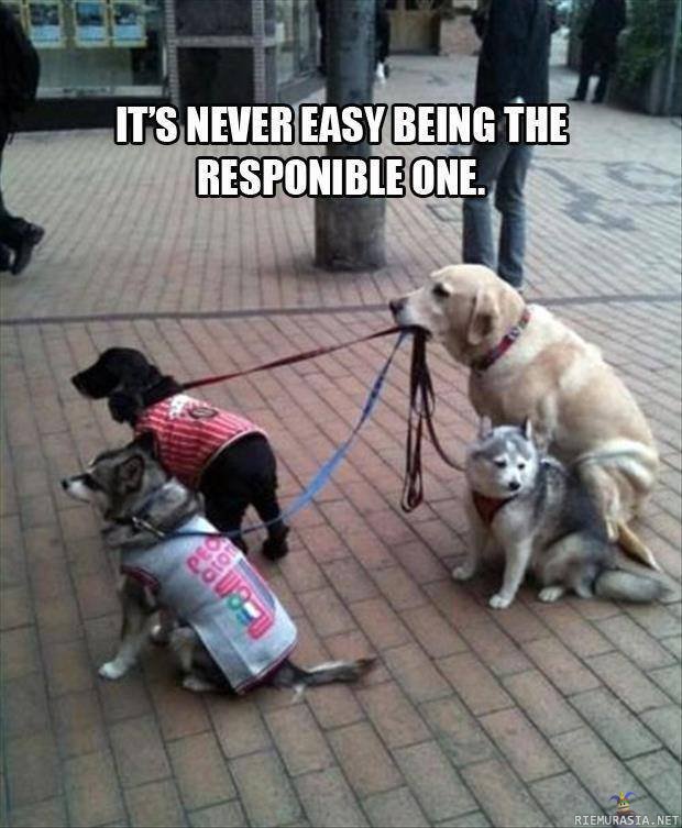 Vastuullinen koira - ei ole helppoa!