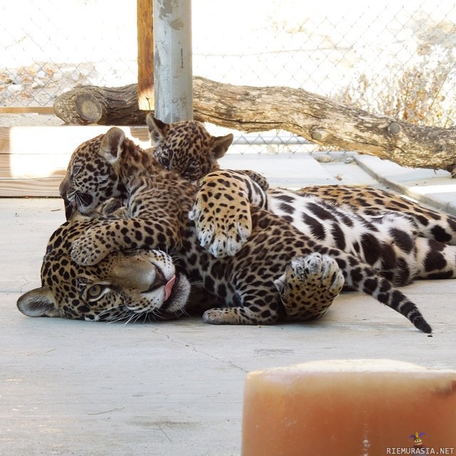 Onnellinen äiti - Leopardi on saanut pentuja &lt;3