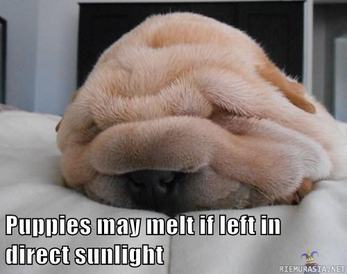 Varoitus koiranomistajille - Koiranpennut voivat sulaa suorassa auringonpaisteessa (tosin sitä vaaraa ei ole pahemmin ollut tänä kesänä)