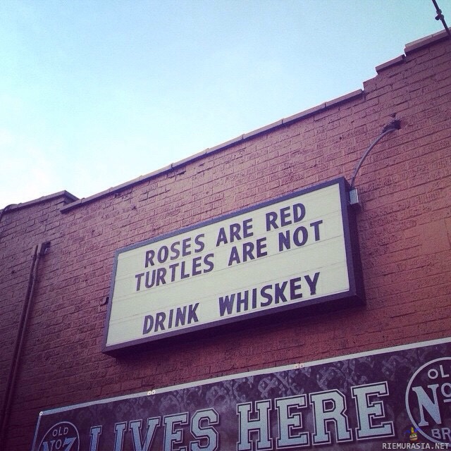 Ruusut on punaisia ja kilpikonnat ei - nyt juodaan viskiä
