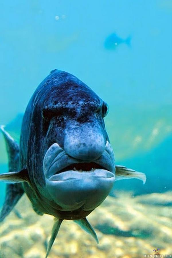 Yrmyn näköinen fisu - Kalan naama näyttää ihan vihaiselta vanhalta mieheltä