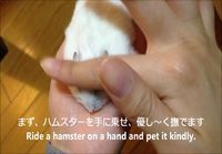 Hamsteri silittämällä littanaksi
