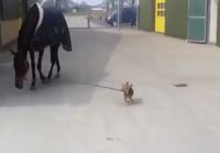 Koira ulkoiluttaa hevosta
