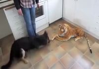 Koira kohtaa pelottavan tiikerin