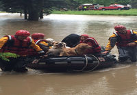 Koiria pelastetaan tulvivasta kennelistä ohiossa