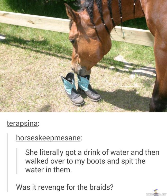 Hevosen kosto