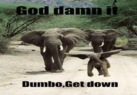 Dumbo pls