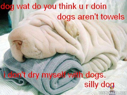 Pyyhe-koira
